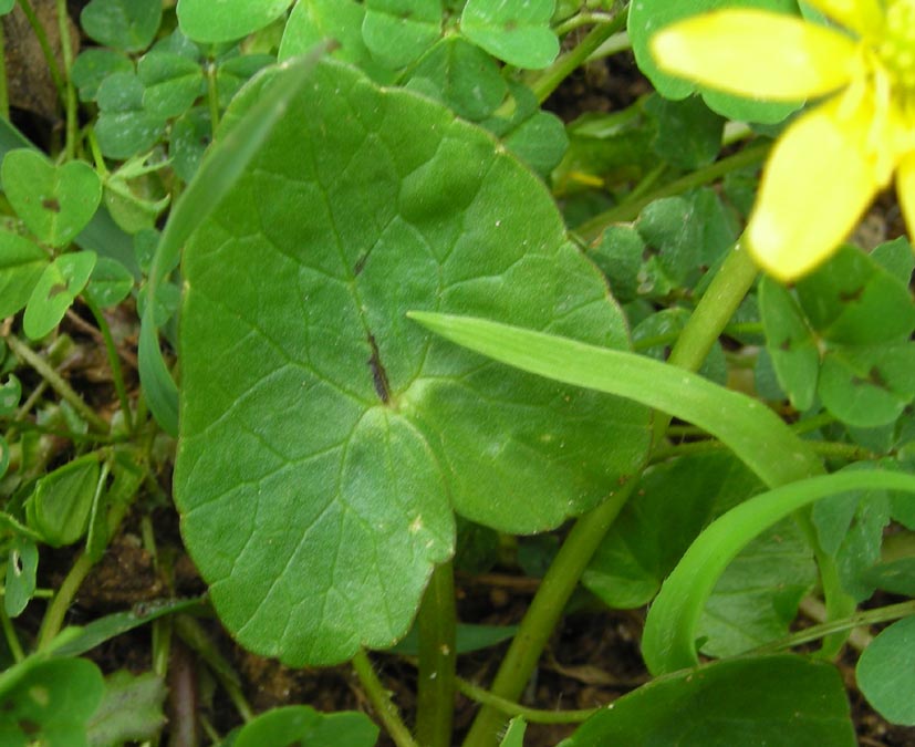 Ficaria verna (ex Ranunculus ficaria)